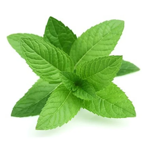 Fresh Mint पुदीना  in Jaipur | from starsabjiwala Organic & Fresh